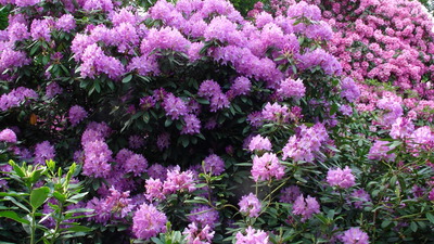 Rhododendruns