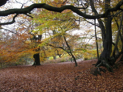 Autumn beech trees on Coldharbour Common