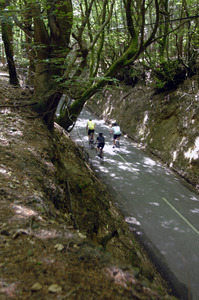 Historic Sunken Surrey lane