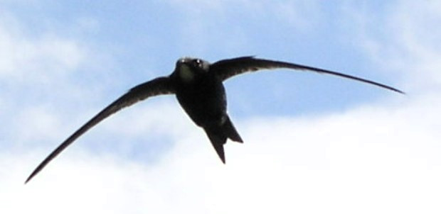 Swift_alulae_J_Pomroy.jpg