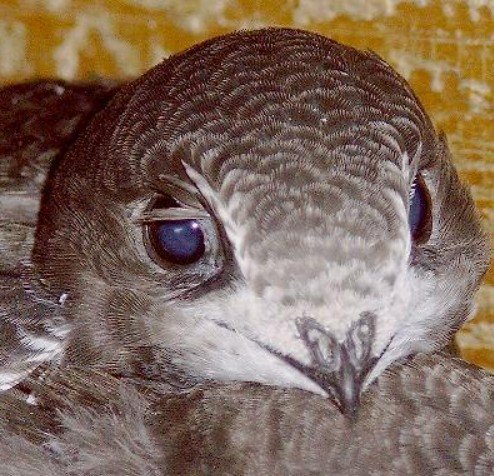 SWift_close_up_eyes_Ulrich_Tigges.jpg