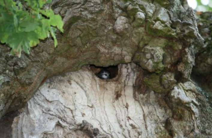 swift_nest_in_tree_olle_tenor.jpg