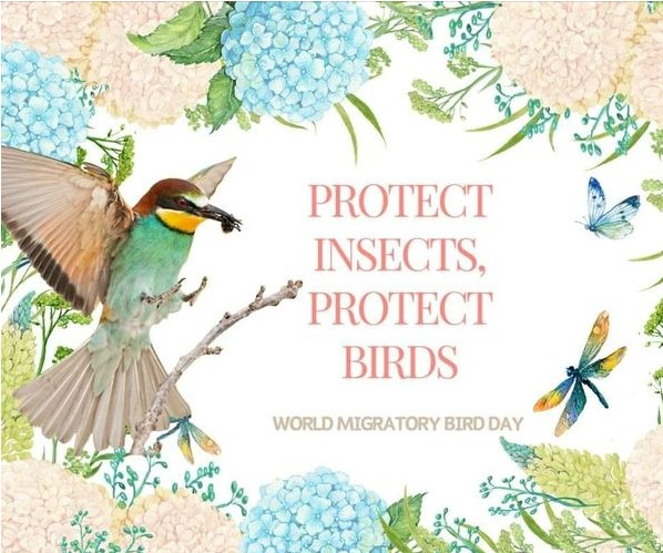 World_Migratory_Bird_Day.jpg