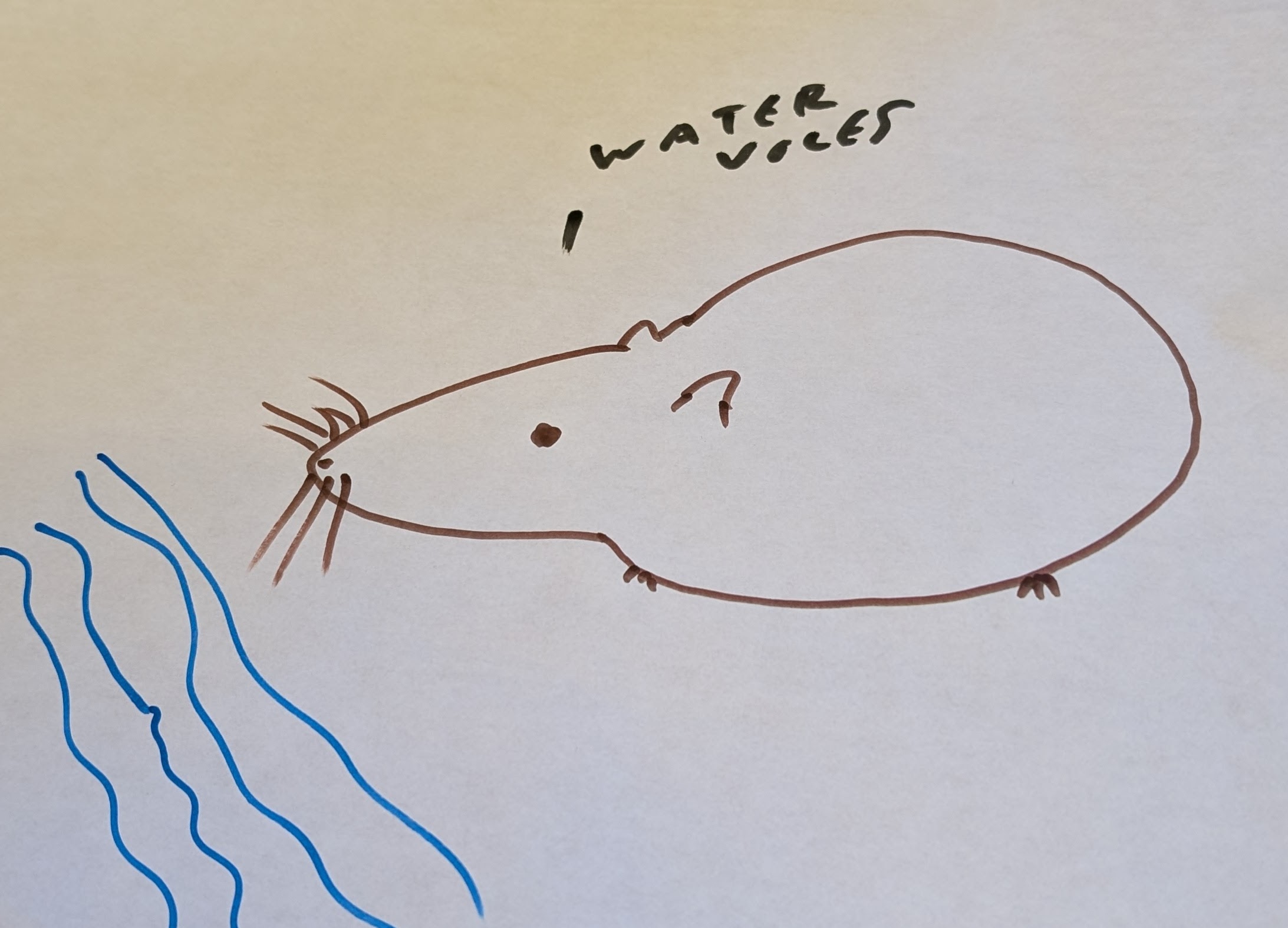 water_vole.jpg
