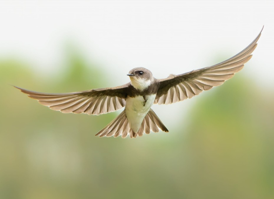 sand_martin.jpg