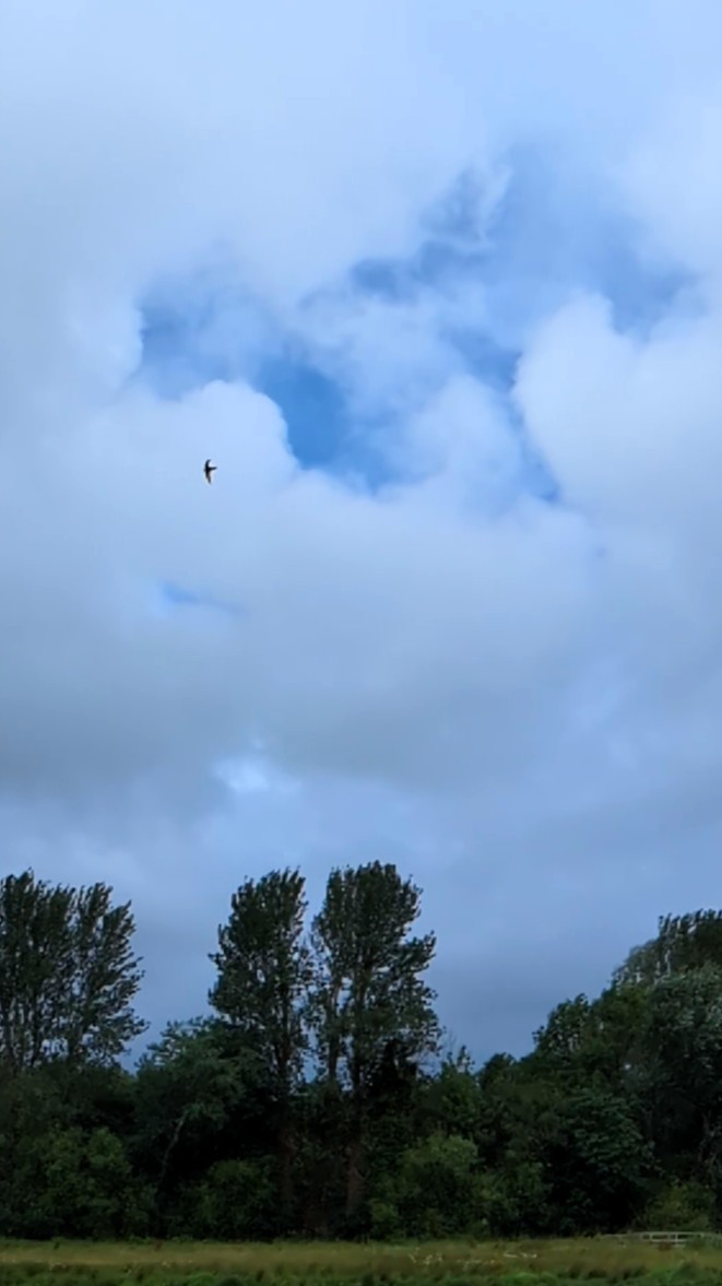 Over_trees_2.jpg