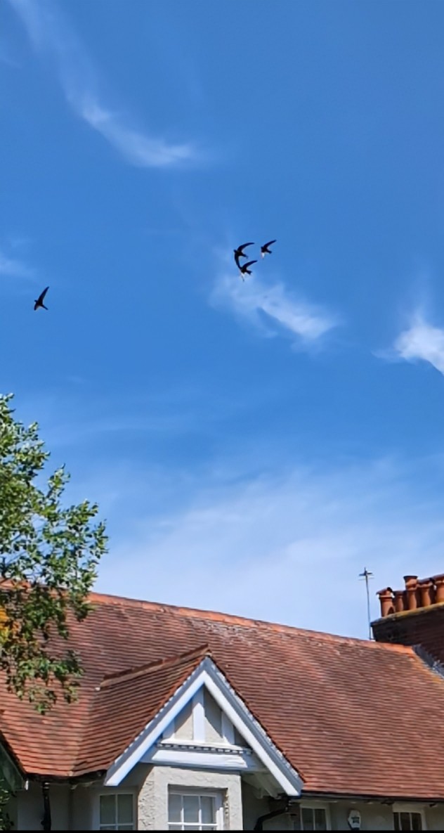 3.7.26_4_Swifts_(1).png