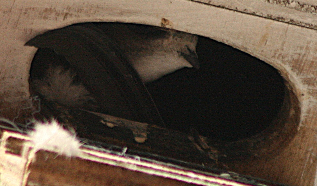 2_SWIFTS_AND_WING_6.JPG