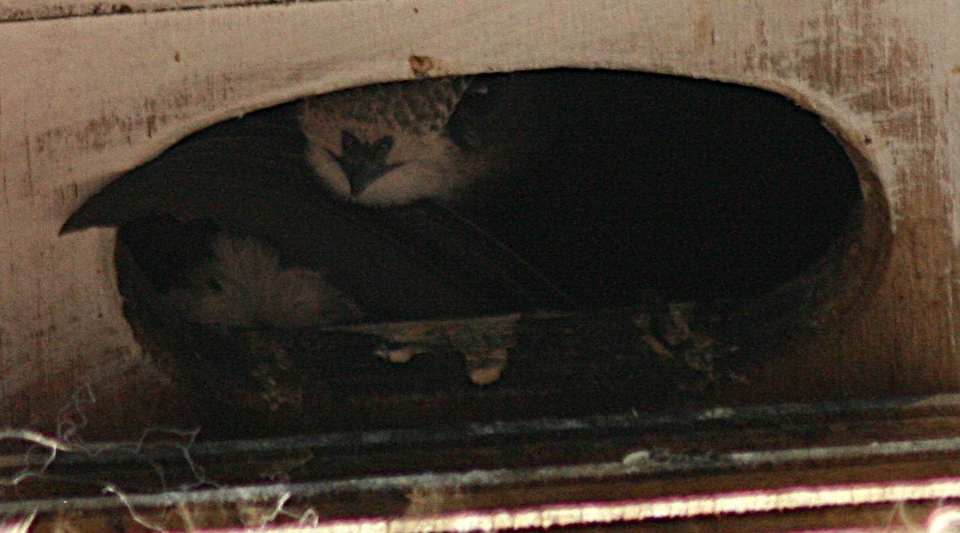 2_SWIFTS_AND_WING_4.JPG
