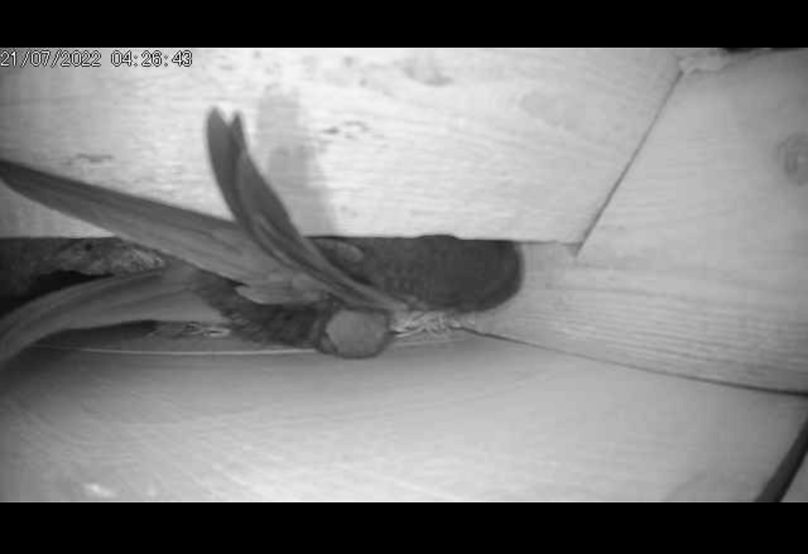 2 Swifts at 4.26