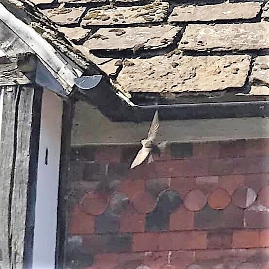 DD Anne of Cleves 2021