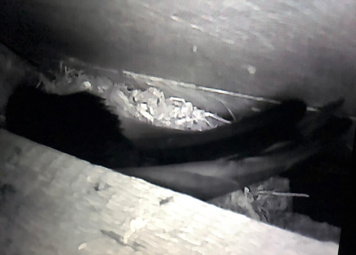 First Swift on nest