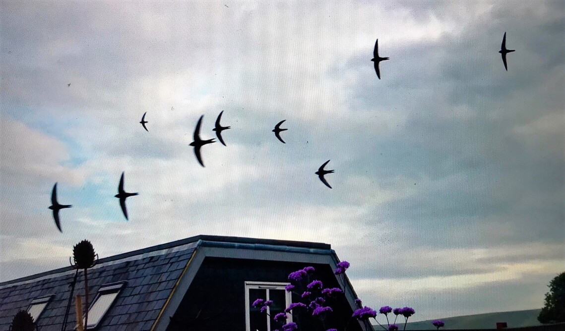 High Street Swifts