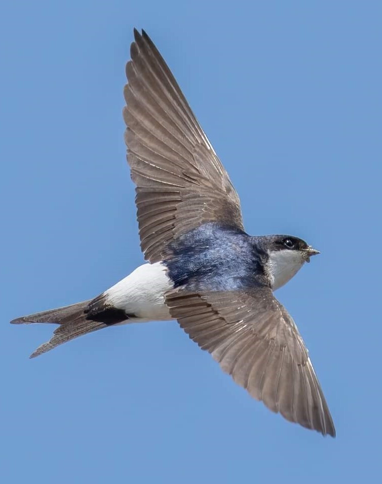 House Martin 