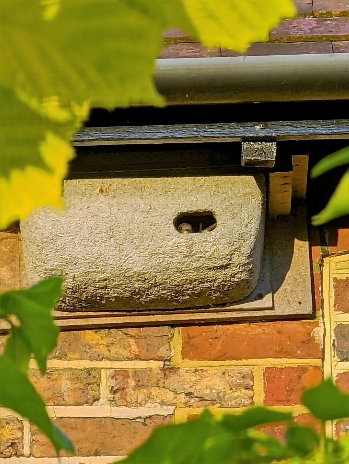 Nest box 24