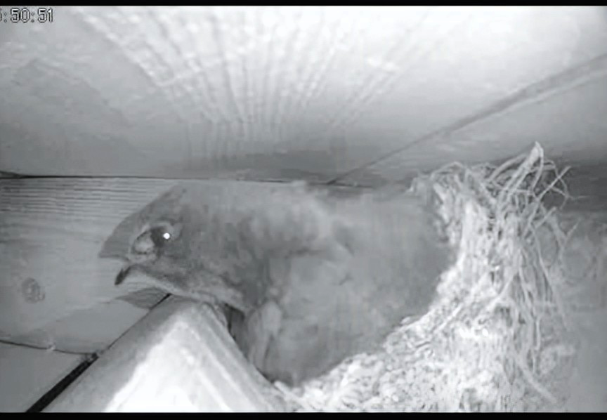 nest entry