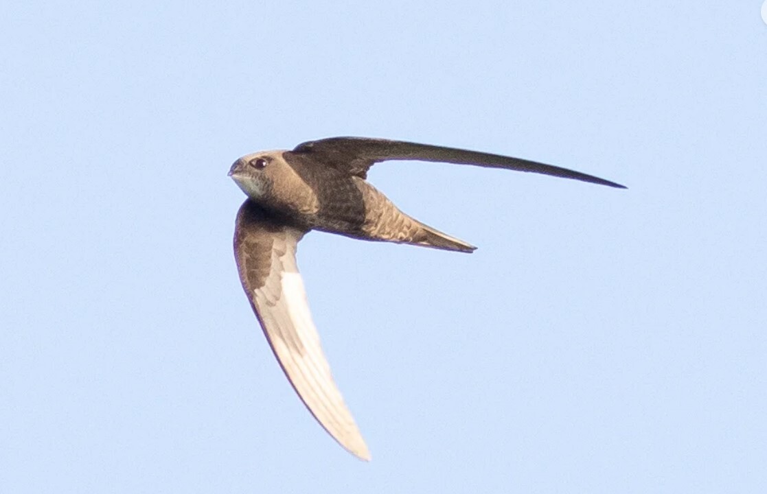 Pallid Swift 2
