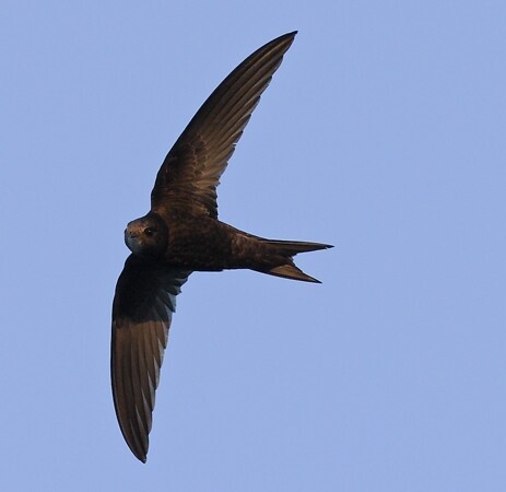 Swift ABD