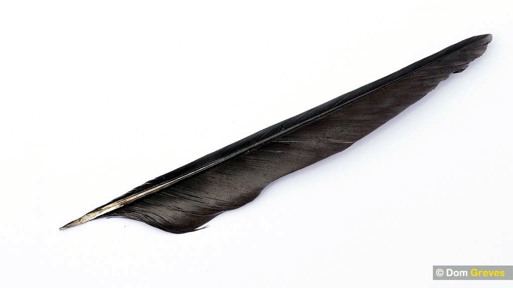 Swift feather