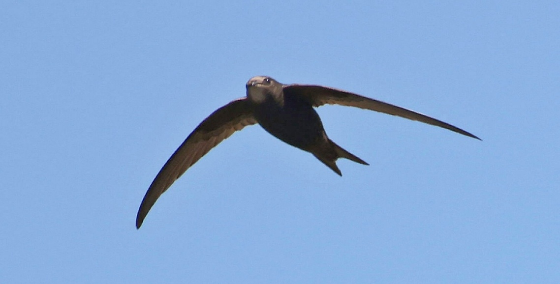 Swift flying 2021