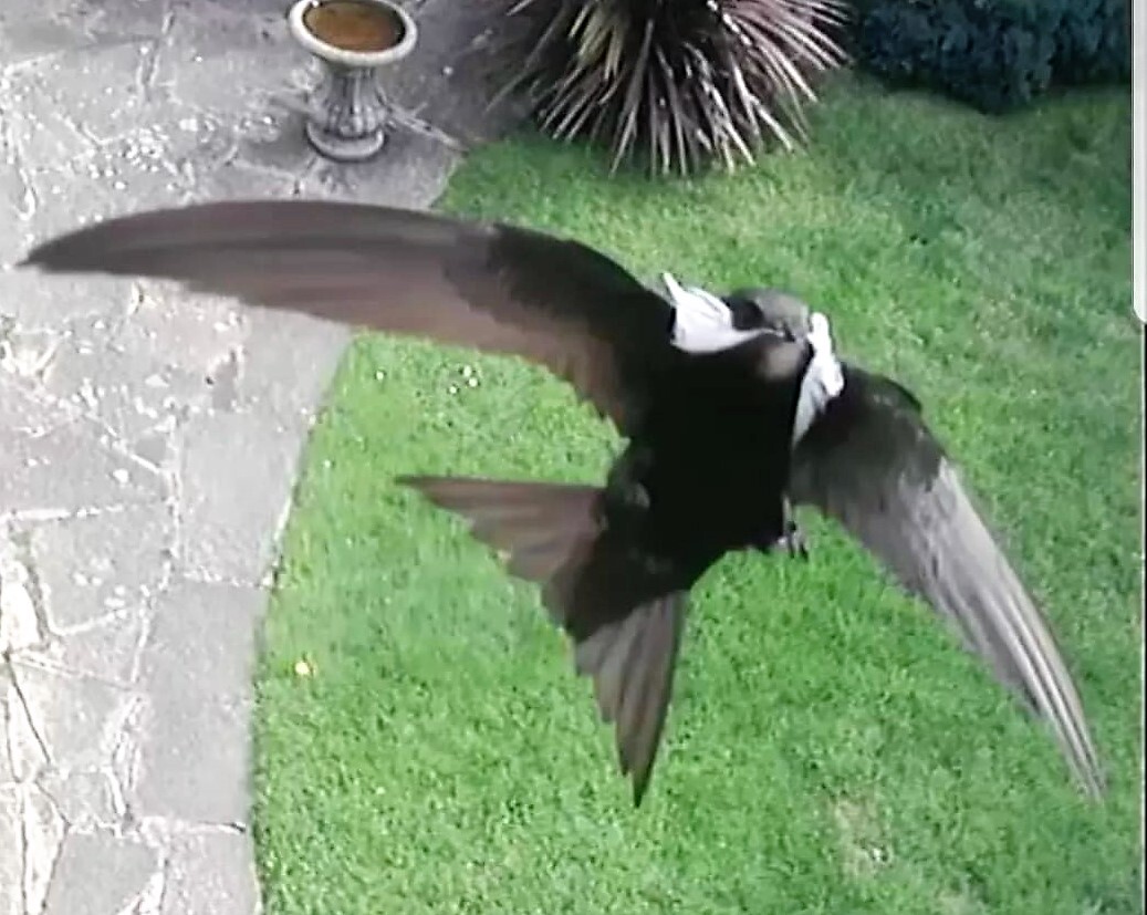 Swift w nest material