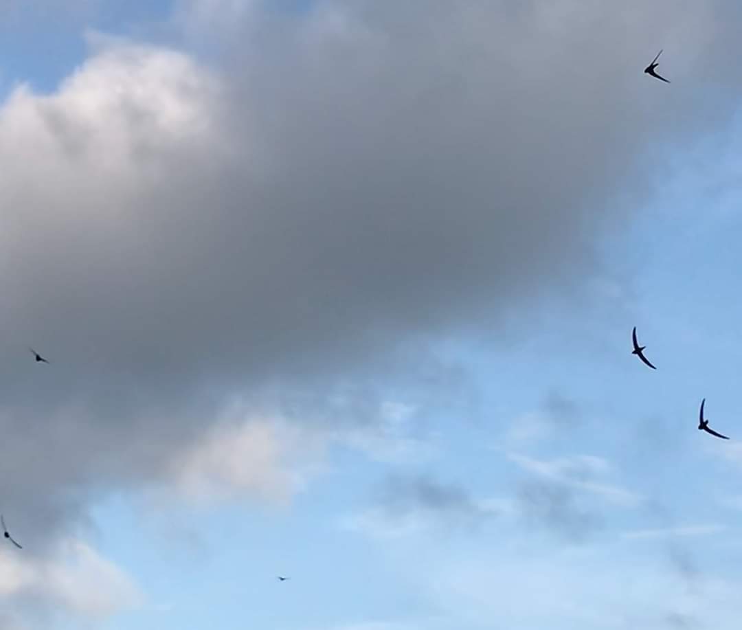Swifts flying