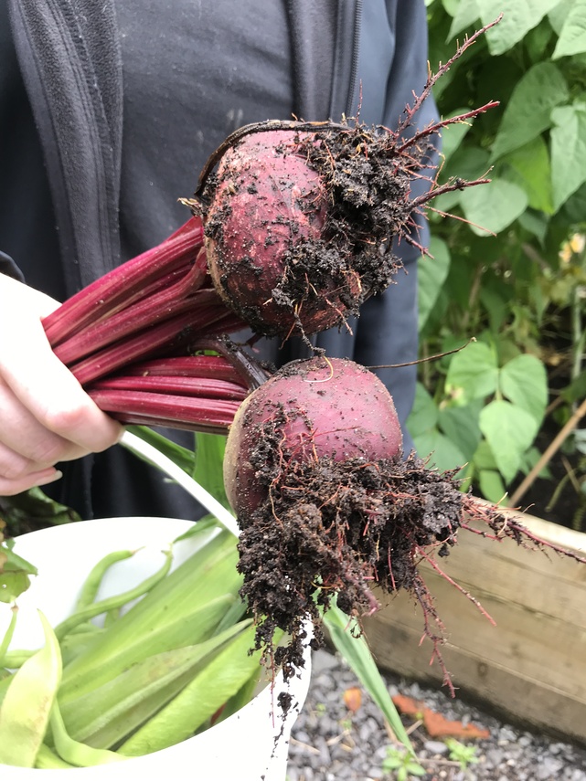beetroot