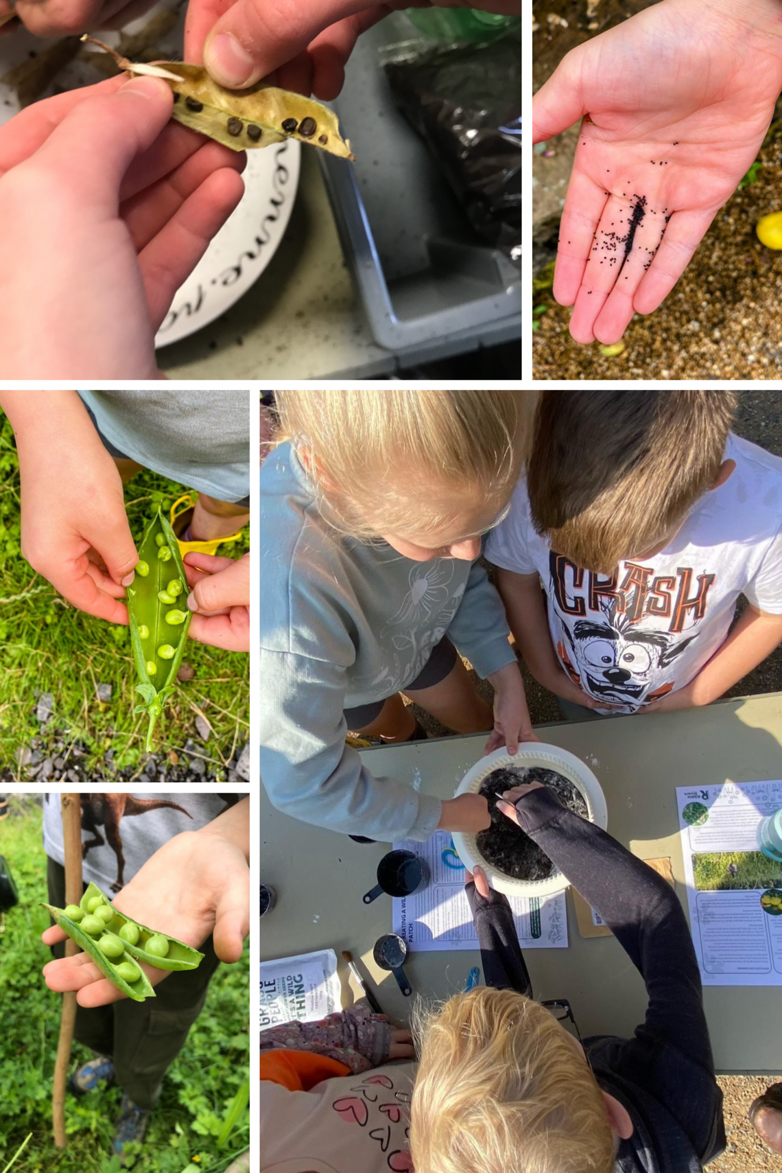 collage seed collect