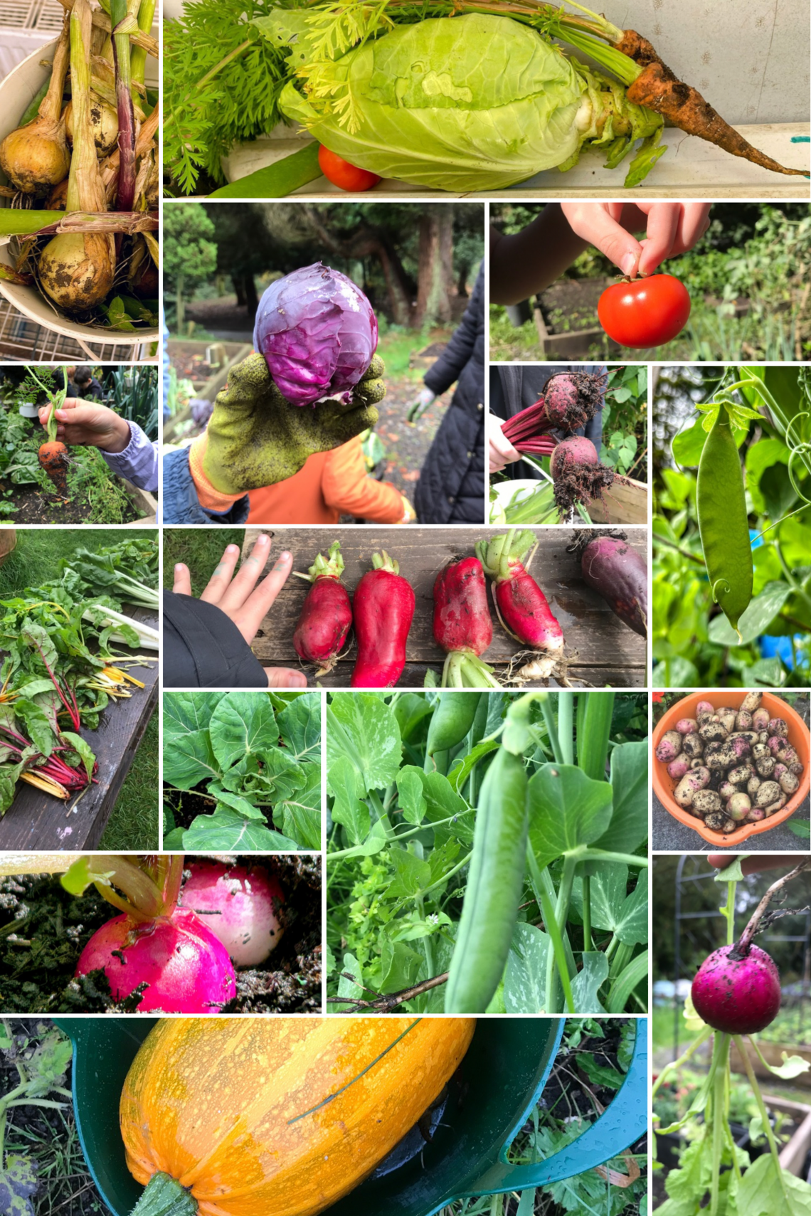 collage veg
