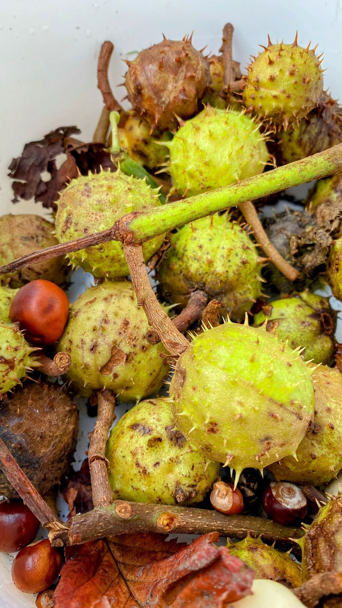 conkers 