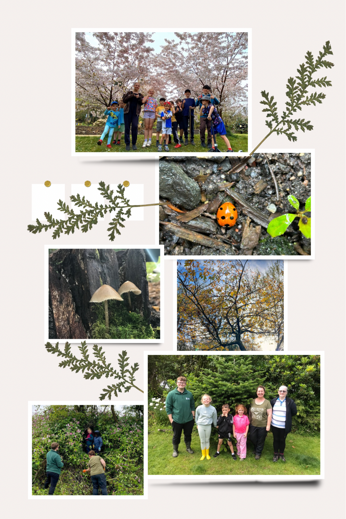 conservation pg balsam