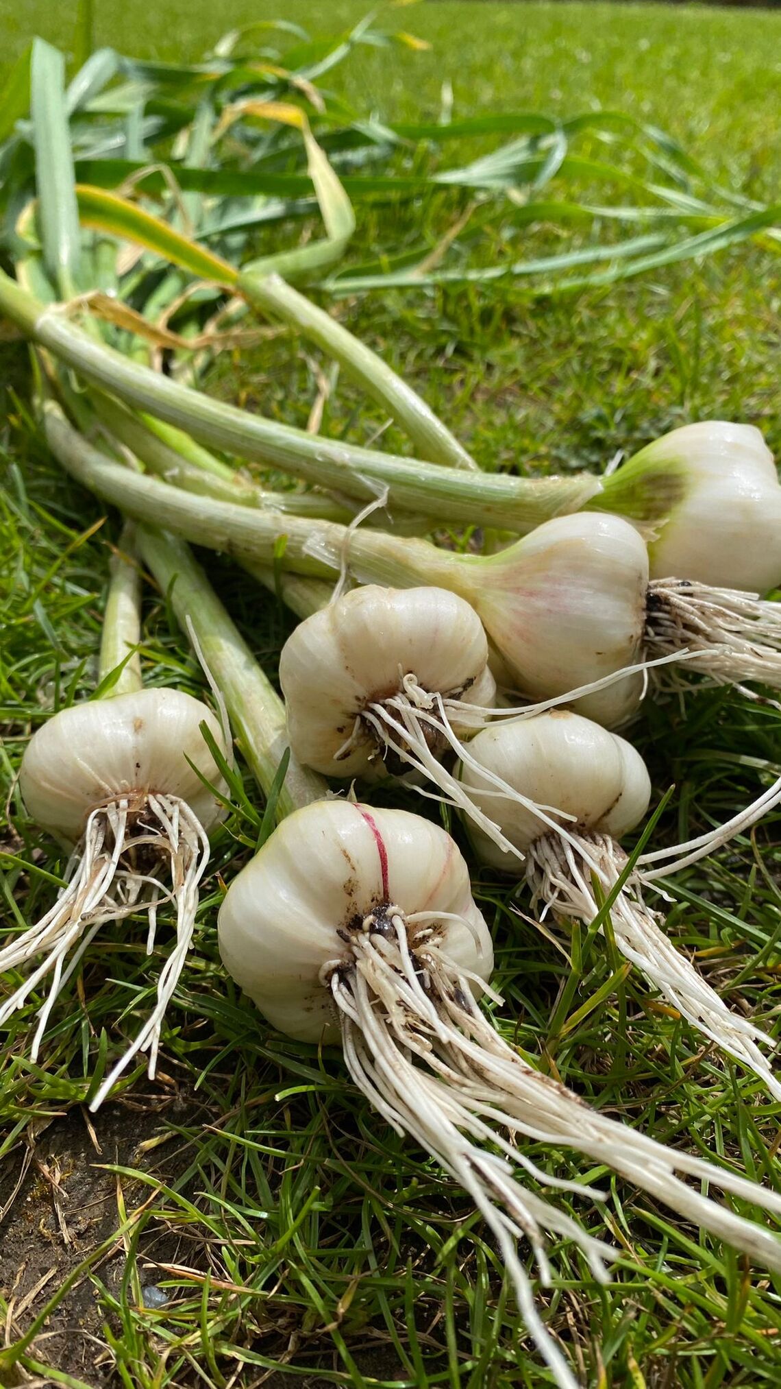 garlic
