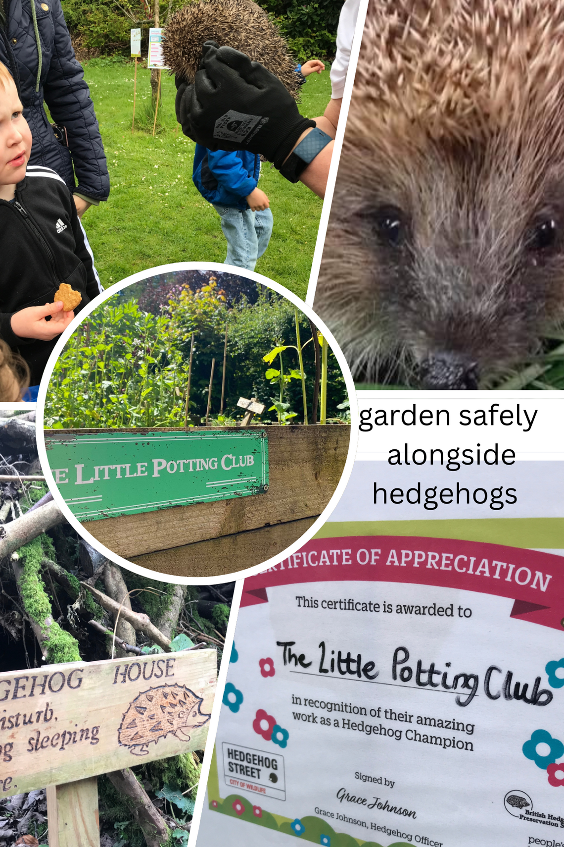 hedgehog street conservation page