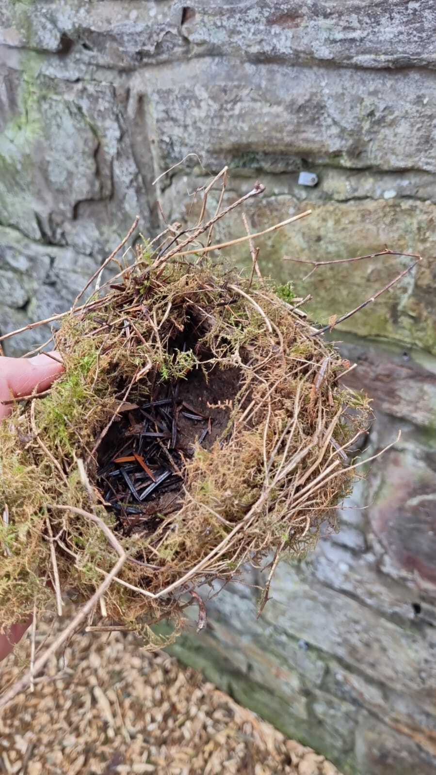 nest 1