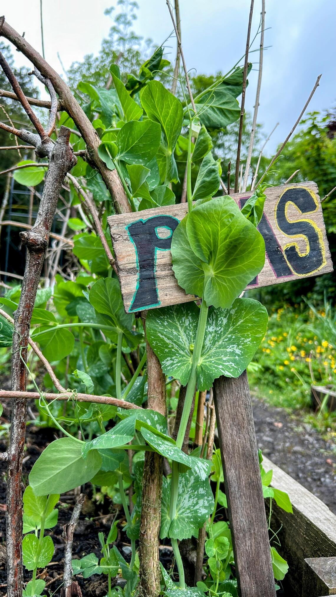 PEA SIGN