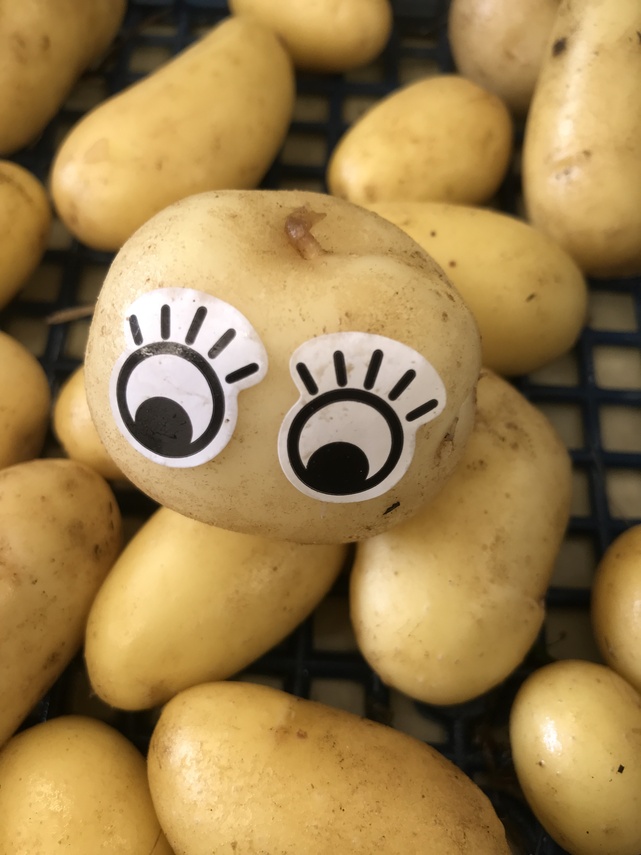 potato eyes