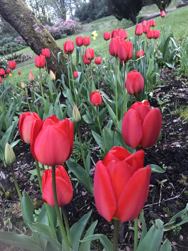 tulips1