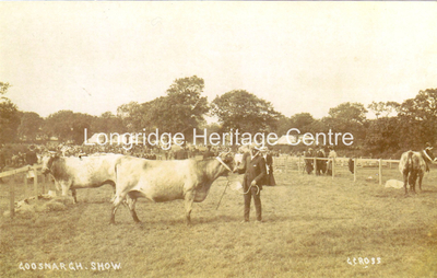 448A - Longridge Agricultural Show - Showing cattle - Unknown