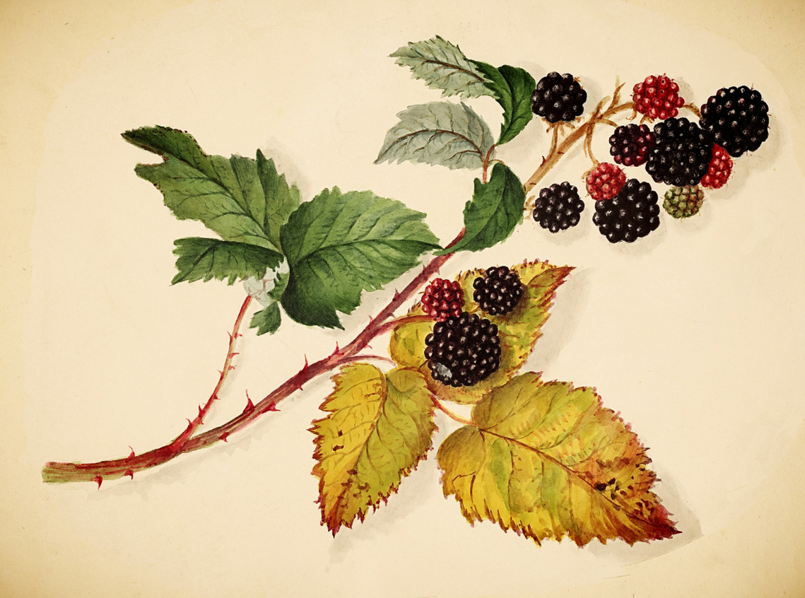 2023 September Blackberries