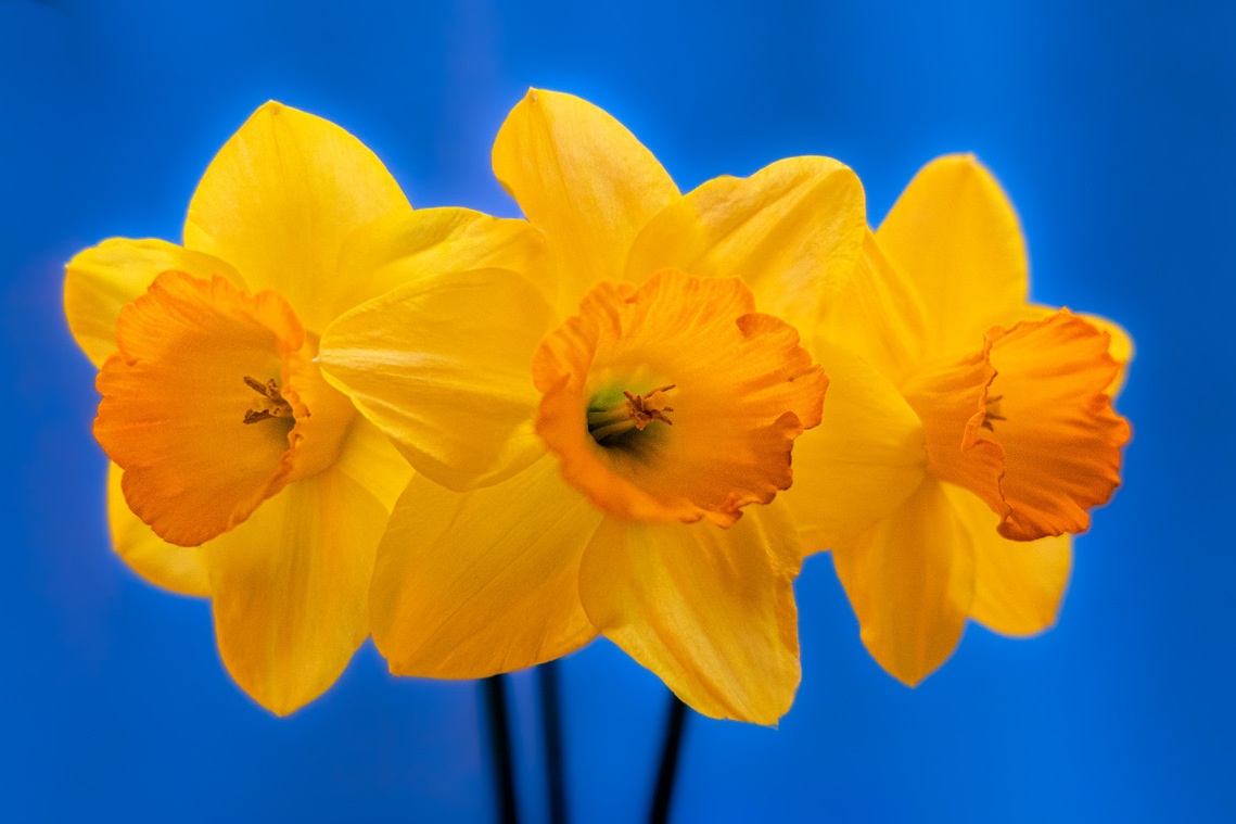 April Daffs