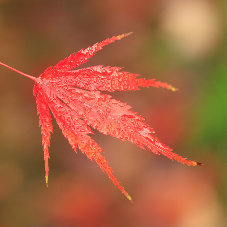 Red Leaf