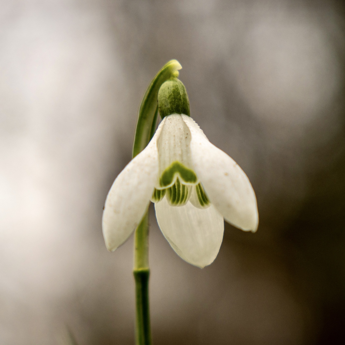 Feb Snowdrop