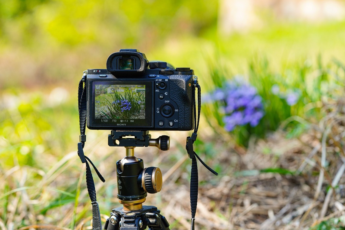 Field Trip - Camera and Flowers