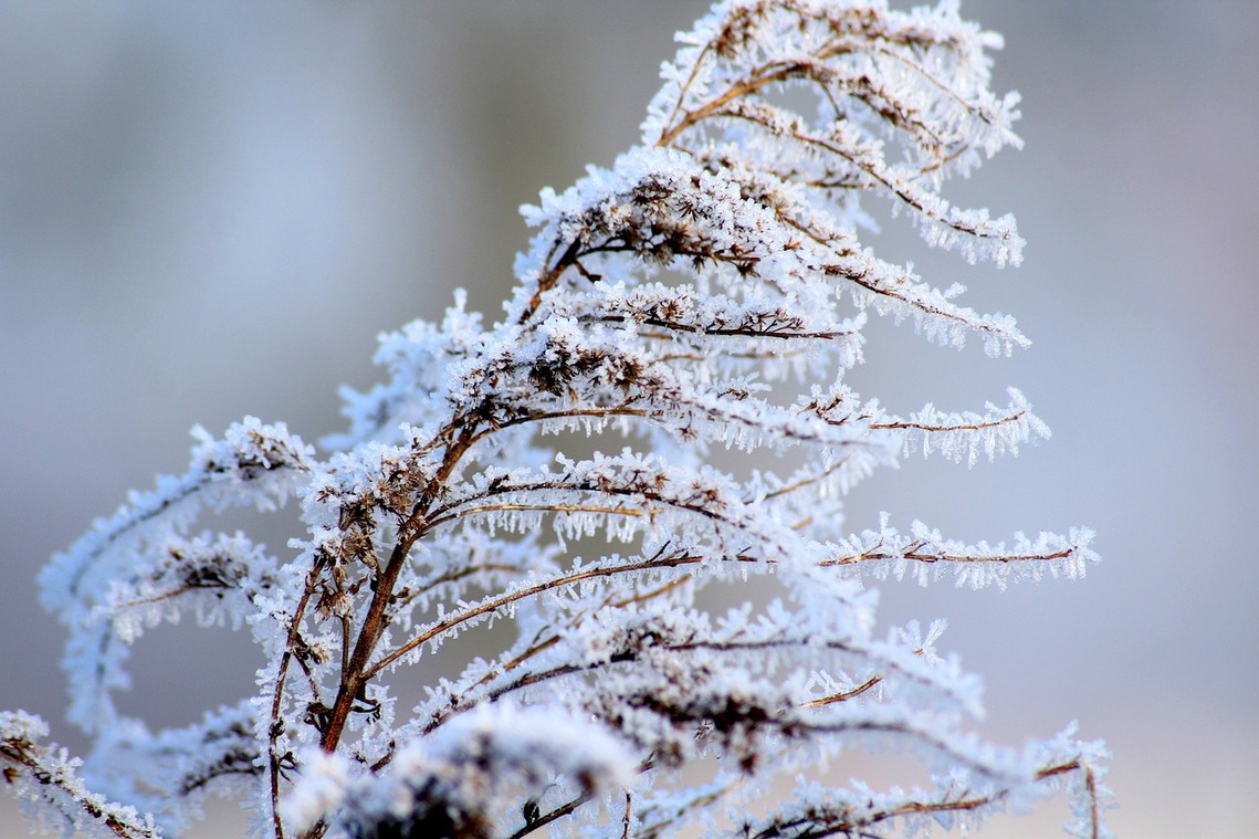 January-Winter-Frost