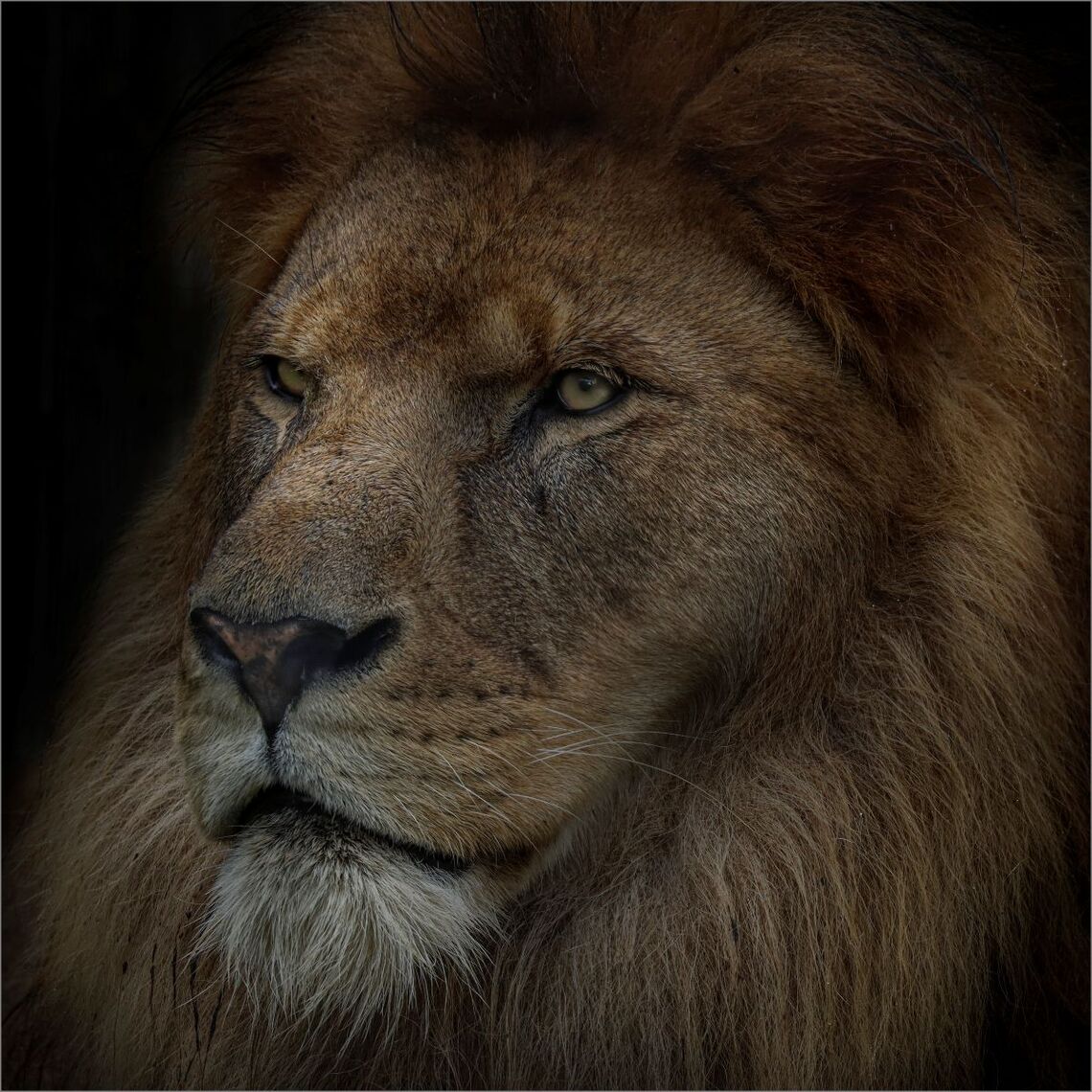 King of The Pride - Ian Parker