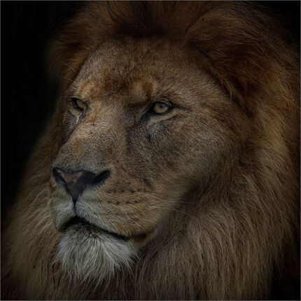King of The Pride - Ian Parker