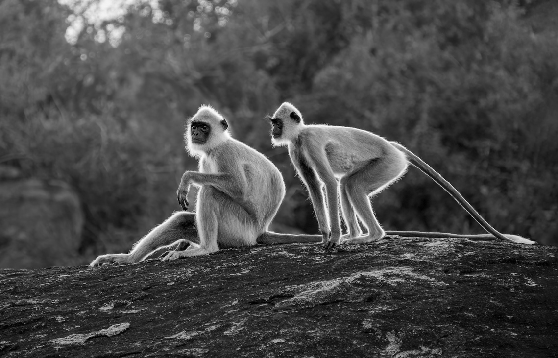 Long Tailed Langurs On The Lookout - Pat Ainger