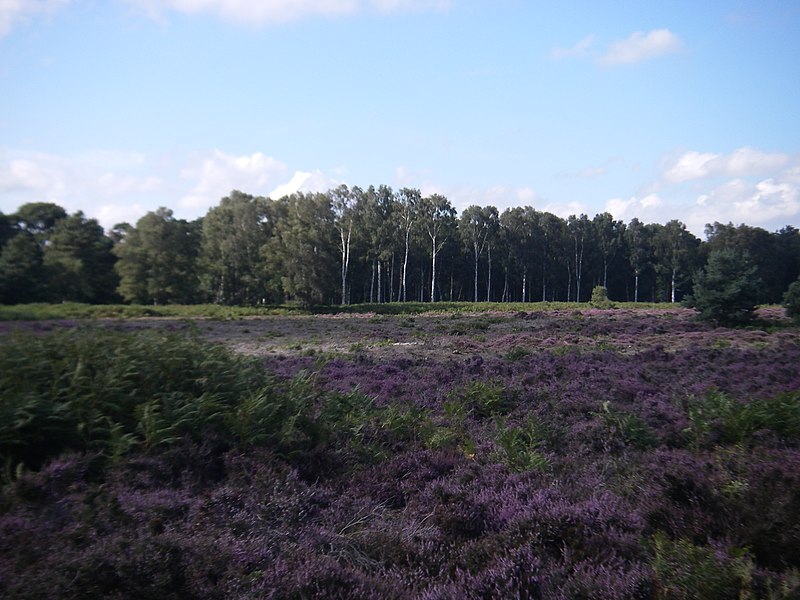 Lower Hollesley Common