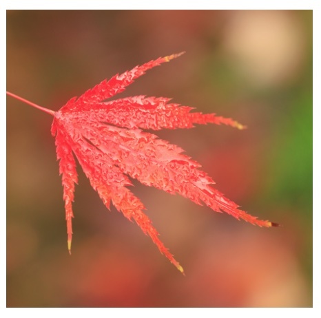 Nov