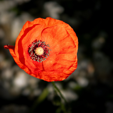 Poppy